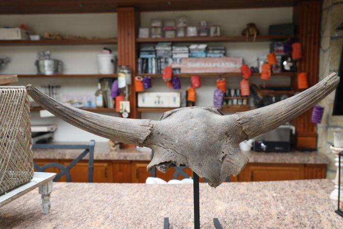 Bizon - Fossiele schedel - Bison Priscus - 35 cm - 106 cm, Verzamelen, Mineralen en Fossielen