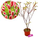 Wilg Mount Aso, Verzenden