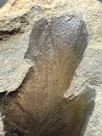 Varen - Gefossiliseerde plant - Macroneuropteris macrophylla