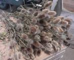 Kaardenbol +/- 70 cm naturel droogbloemen, Nieuw, Ophalen of Verzenden