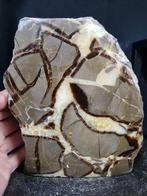 XXL Septaria, Septarie sculpture - Hoogte: 180 mm - Breedte:, Verzamelen, Mineralen en Fossielen