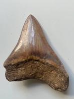 Megalodon tand 9,4 cm - Fossiele tand - Carcharocles