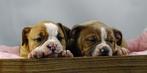 Old English Bulldog pups! t Gezonde type. Mogen direct mee!, Parvo, Nederland, 8 tot 15 weken, Bulldog