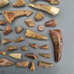 Ongedetermineerde collectie - Fossiele tand - Dinosaur:, Verzamelen, Mineralen en Fossielen