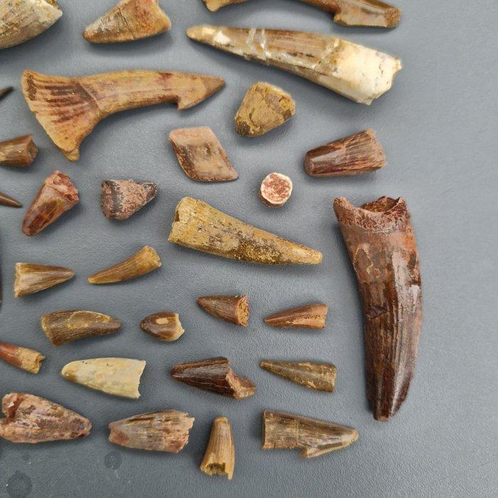 Ongedetermineerde collectie - Fossiele tand - Dinosaur:, Verzamelen, Mineralen en Fossielen