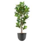 Ficus Lyrata kunstplant, H200cm, Huis en Inrichting, Ophalen of Verzenden