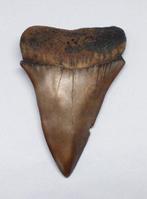 Fossiele tand - Isurus Hastalis (Zonder Minimumprijs)