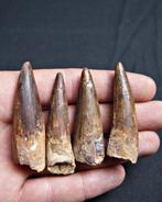 Spinosaurus - Fossiele tanden - Spinosaurus aegyptiacus