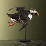 Papegaaiduiker Vliegend Taxidermie Opgezette Dieren By Max, Ophalen of Verzenden, Nieuw, Vogel, Opgezet dier