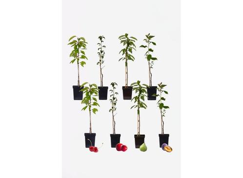 8 Winterharde fruitbomen: Kers, Pruim, Appel en Peer, Huis en Inrichting, Kamerplanten, Verzenden