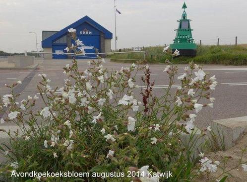 Van Aardaker tot Zwanenbloem. Flora van de Duin- en, Boeken, Hobby en Vrije tijd, Gelezen, Verzenden