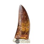 Dinosaurus - Fossiele tand - Finest Grade