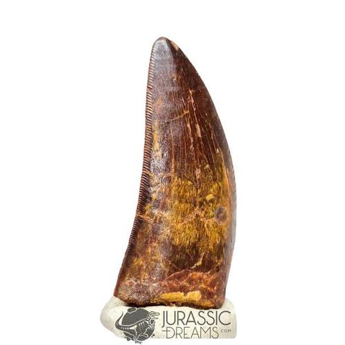 Dinosaurus - Fossiele tand - Finest Grade, Verzamelen, Mineralen en Fossielen
