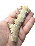 Mosasaurus - Fossiele tand - Mosasaurio (Zonder, Verzamelen, Mineralen en Fossielen