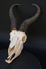 Springbok Schedel van een zoogdier - Antidorcas marsupialis