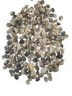 Nerita Polita schelpen 300 gram, Ophalen of Verzenden, Nieuw