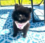 Schattige, gezonde pomeranian pomeriaan pups teef en reu, Dieren en Toebehoren, Honden | Poolhonden, Keeshonden en Oertypen, Parvo