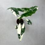 NIEUWE Alocasia, Philodendon, Monstera, Anthurium en meer!
