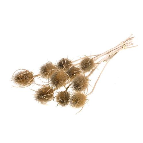 Kaardenbol Chardon 55cm Naturel droogbloemen distels, Hobby en Vrije tijd, Knutselen, Nieuw, Ophalen of Verzenden