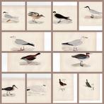 F.O. Morris/Alexander Lydon/Benjamin Fawcett - A History of