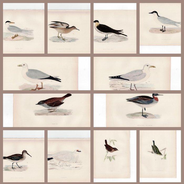 F.O. Morris/Alexander Lydon/Benjamin Fawcett - A History of, Antiek en Kunst, Antiek | Boeken en Bijbels