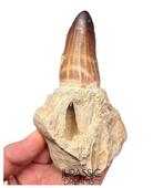 Zeldzame ongewone mosasoor Prognathodon cf solvayi