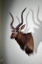 Nyala Taxidermie wandmontage - Tragelaphus angasii - 50 cm -, Verzamelen, Nieuw
