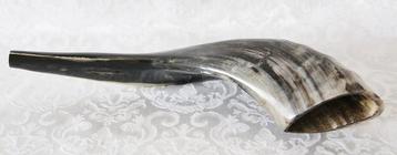 Shofar (Kosher) voornamelijk donker gekleurd en gepolijst. beschikbaar voor biedingen