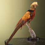 Goudfazant Taxidermie Opgezette Dieren By Max, Ophalen of Verzenden, Nieuw, Vogel, Opgezet dier