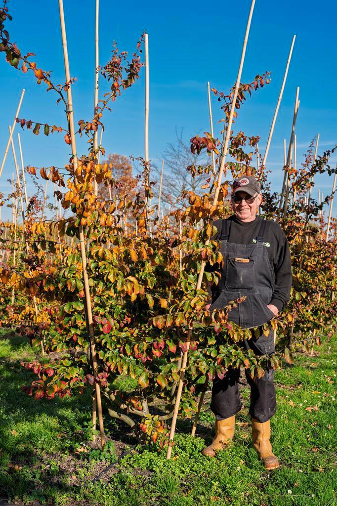 Perzisch IJzerhout - De Parrotia Persica, Tuin en Terras, Planten | Bomen, Overige soorten, Halfschaduw, 400 cm of meer, Lente