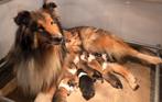 Geboren: Schotse Collie (Lassie) Pups /de Ouderwetse Lassie, Nederland, Parvo, 8 tot 15 weken, Collie