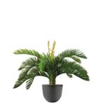 Cycas kunstplant, H70cm, Huis en Inrichting, Kamerplanten, Ophalen of Verzenden