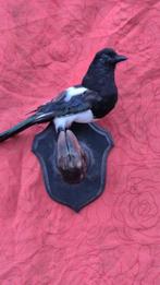 Pie - zwijn Taxidermie wandmontage - Pica Pica - Sus scrofa, Nieuw