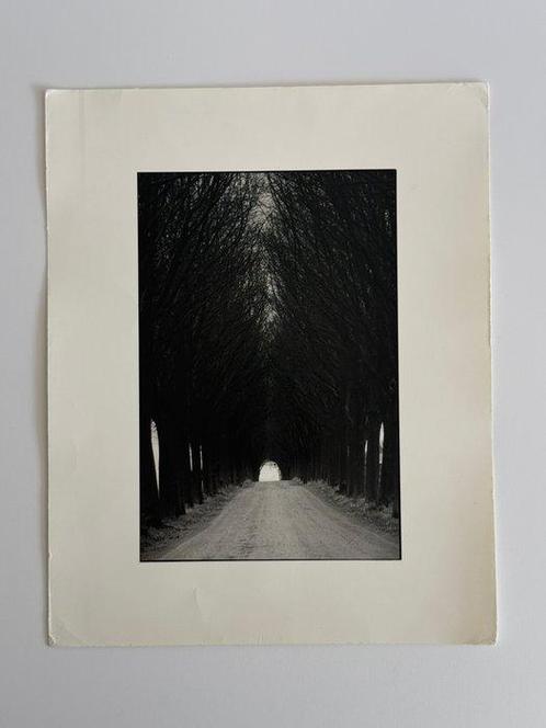 Mikael Andersson - “Allé, Södermanland” – Vintage Photograph, Antiek en Kunst, Kunst | Designobjecten