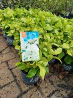 Kleinblijvende hortensia Wit, Ophalen