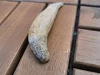 Walvis - Fossiele tand - 10.22 cm (Zonder minimumprijs)