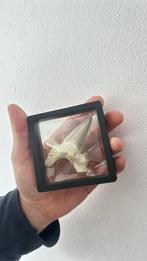 Haai - Fossiele tand - 8 cm - 5.5 cm (Zonder minimumprijs)