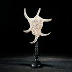 Indrukwekkend paar spinnenconch schelpen op maat gemaakte, Antiek en Kunst