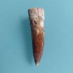Dinosaurus - Fossiele tand - Spinosaurus aegyptiacus - 70 mm, Verzamelen