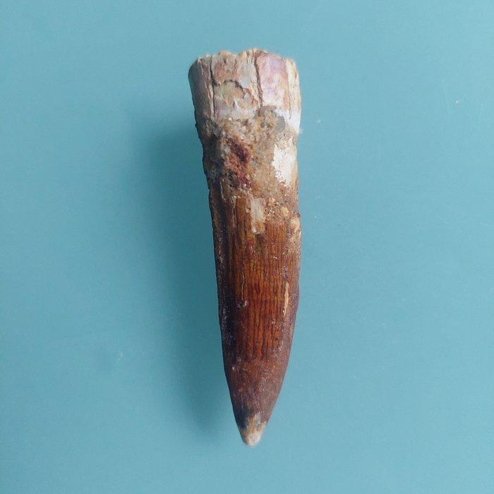 Dinosaurus - Fossiele tand - Spinosaurus aegyptiacus - 70 mm, Verzamelen, Mineralen en Fossielen