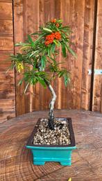Vuurdoorn bonsai (Pyracantha) - Hoogte (boom): 40 cm -, Antiek en Kunst