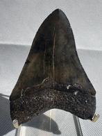 Megalodon - Fossiele tand - Carcharocles megalodon - 10 cm