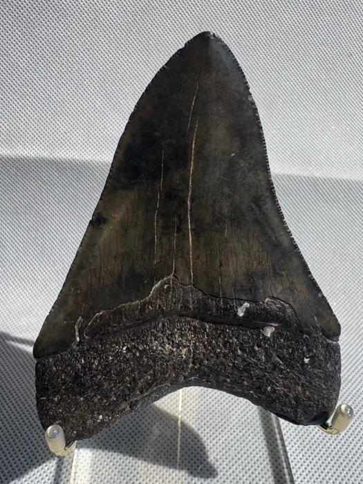 Megalodon - Fossiele tand - Carcharocles megalodon - 10 cm, Verzamelen, Mineralen en Fossielen