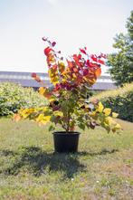 Op zoek naar siergrassen, heesters, bomen en struiken?, Tuin en Terras, Planten | Bomen, 250 tot 400 cm, Zomer, Volle zon, In pot