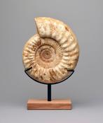 Ammoniet - Gefossiliseerd dier - Kranaosphinctes sp. - 29 cm, Verzamelen, Mineralen en Fossielen