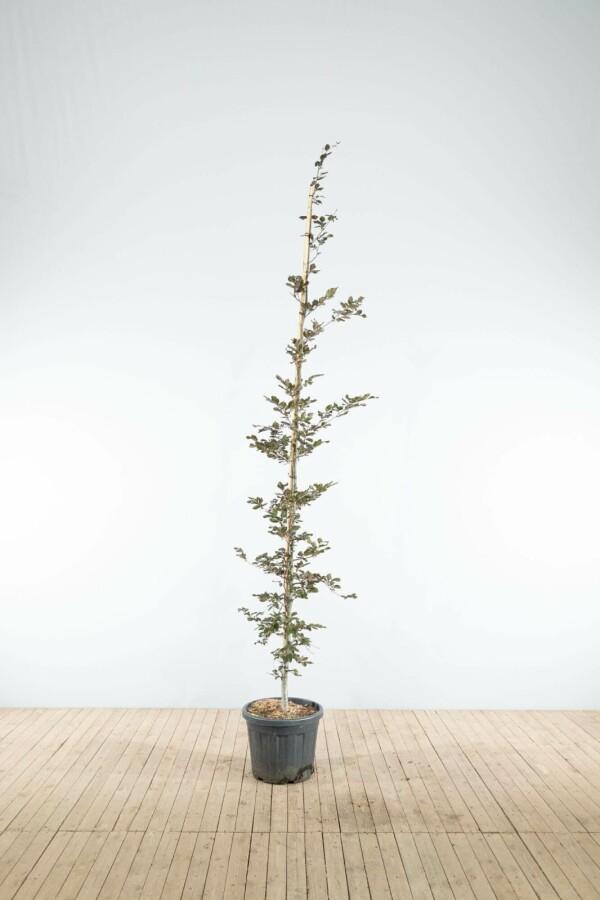 Fagus sylvatica Atropunicea beveerd, Tuin en Terras, Planten | Tuinplanten