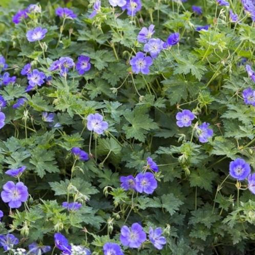 Geranium Rozanne - Potmaat 9x9 cm, Tuin en Terras, Planten | Tuinplanten, Ophalen of Verzenden