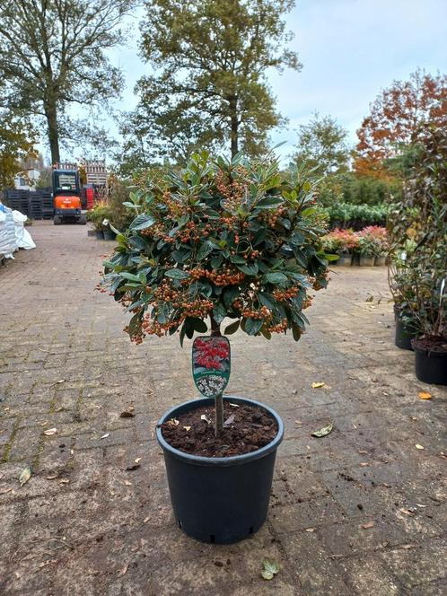 Cotoneaster Lacteus op stam 40cm, Tuin en Terras, Planten | Struiken en Hagen, Ophalen
