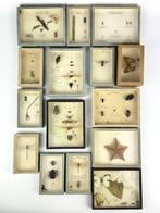 Lesmateriaal (15) - entomologisch - 1960-1970 -, Antiek en Kunst