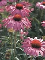 Zonnehoed Echinacea purpurea Bright Rose - Uw Tuin in Bloei, Tuin en Terras, Planten | Tuinplanten, Overige soorten, Volle zon